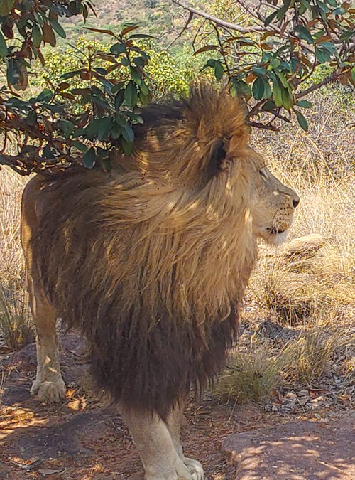 Mandla Guardian