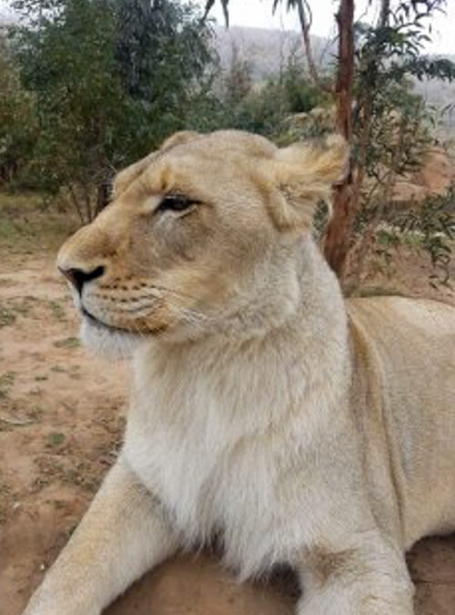 Mela Guardian