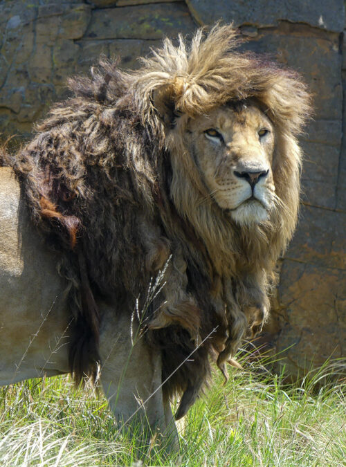 Mkhulu (Cecil) Guardian
